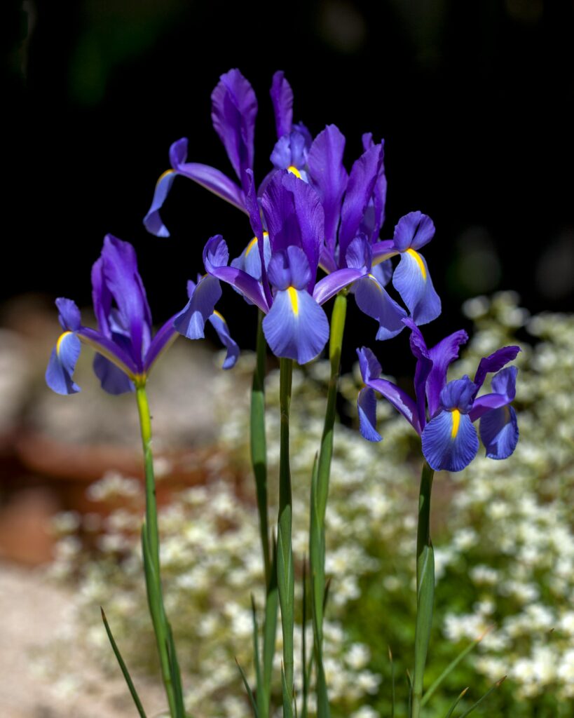 An iris flower to symbolize hope. Claire is a therapist who offers child counseling and family therapy that teaches emotional regulation and uses attachment based therapy. 